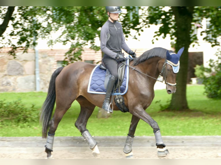 Hanoverian Mare 11 years 16 hh Bay-Dark in Radegast