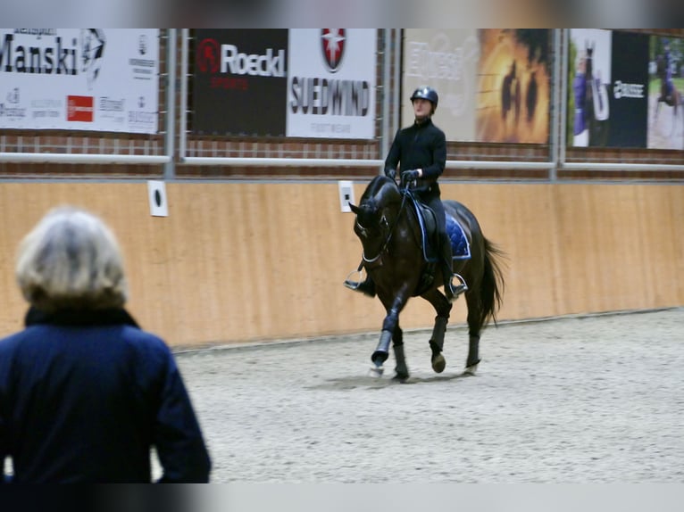 Hanoverian Mare 11 years 16 hh Bay-Dark in Radegast