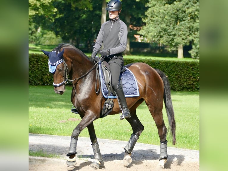 Hanoverian Mare 11 years 16 hh Bay-Dark in Radegast
