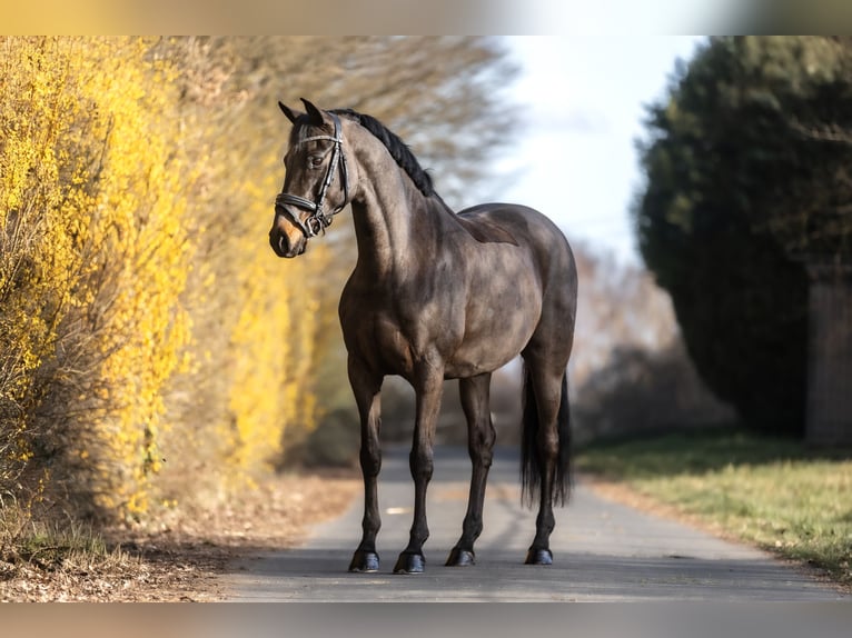 Hanoverian Mare 11 years 16 hh Bay-Dark in Windhagen