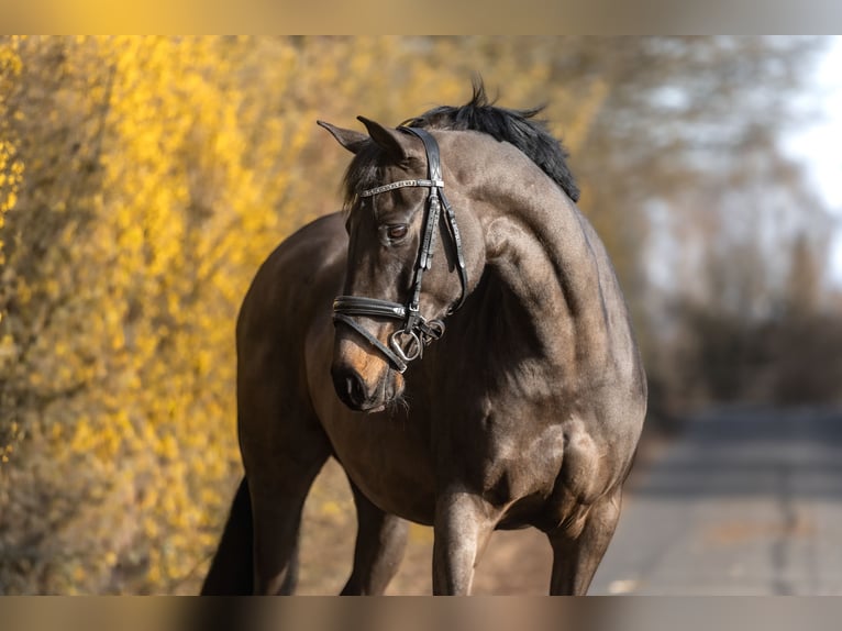 Hanoverian Mare 11 years 16 hh Bay-Dark in Windhagen