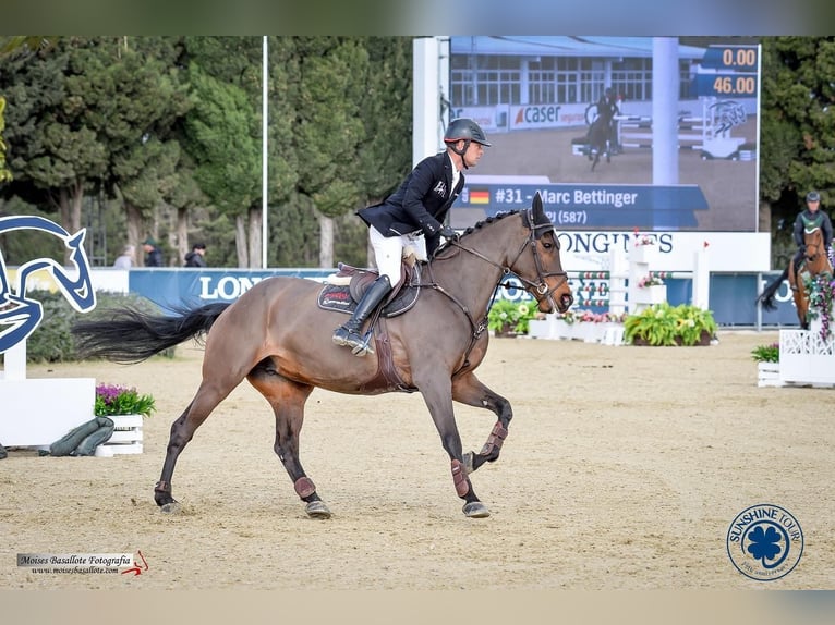 Hanoverian Mare 11 years 16 hh Bay-Dark in Neuchâtel