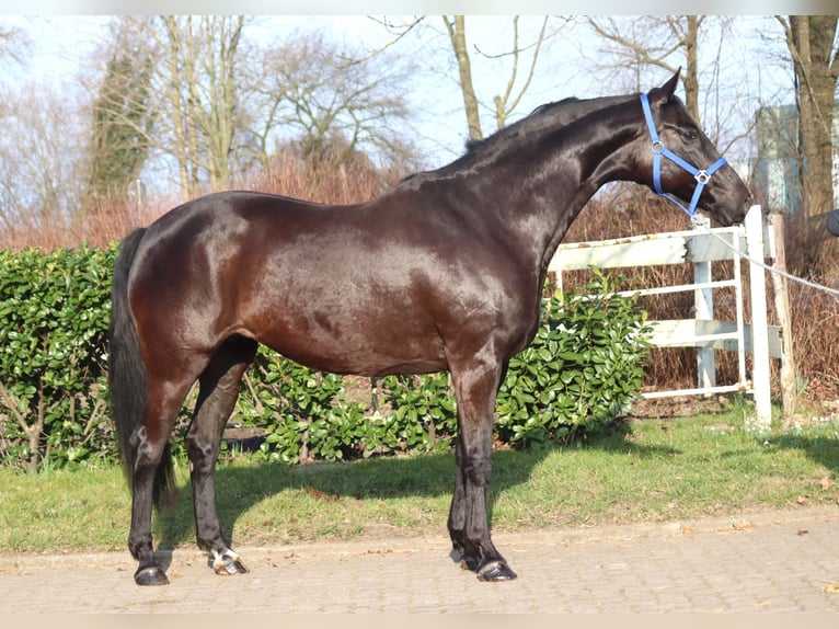 Hanoverian Mare 11 years 16 hh Black in Selsingen