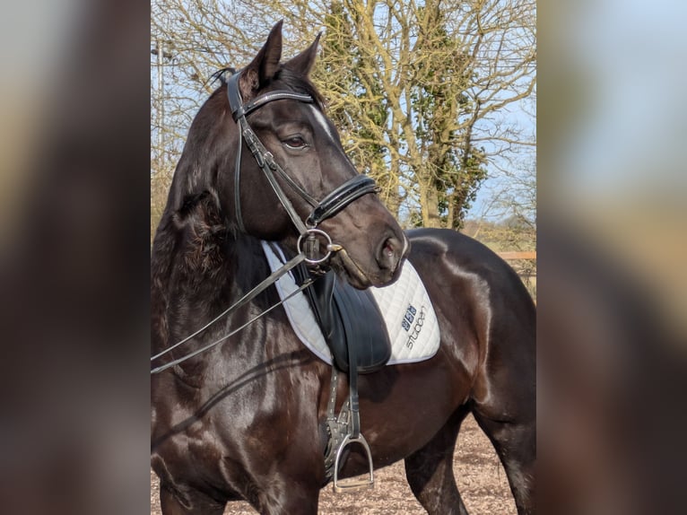 Hanoverian Mare 11 years 16 hh Black in Prahecq