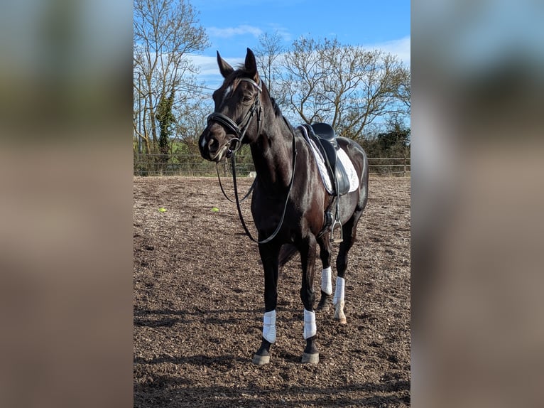 Hanoverian Mare 11 years 16 hh Black in Prahecq