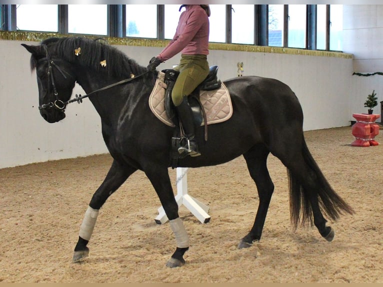 Hanoverian Mare 11 years 16 hh Black in Bad Wurzach