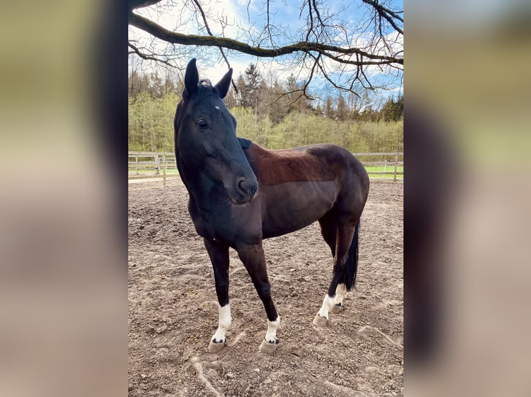Hanoverian Mare 11 years 16 hh Black in Ehra-Lessien