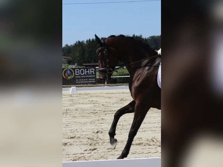 Hanoverian Mare 11 years 16 hh Brown in Saarlouis