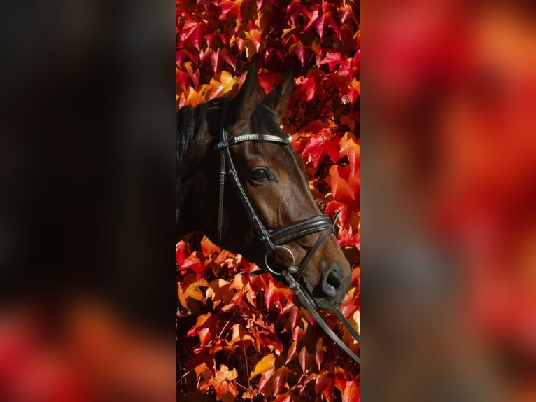 Hanoverian Mare 11 years 16 hh Brown in Saarlouis