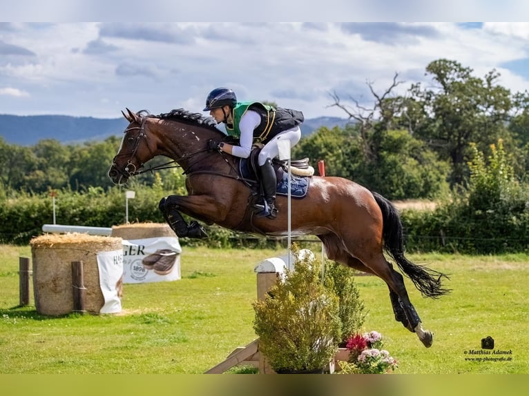 Hanoverian Mare 11 years 16 hh Brown in Bretten
