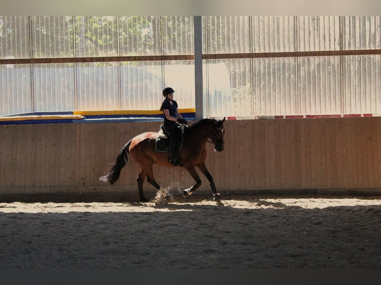 Hanoverian Mare 11 years 16 hh Brown in Goslar Hahndorf