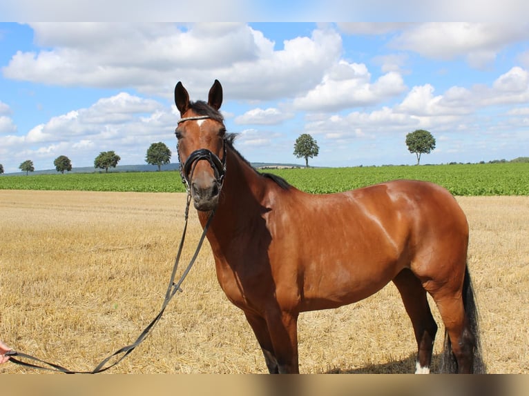 Hanoverian Mare 11 years 16 hh Brown in Goslar Hahndorf