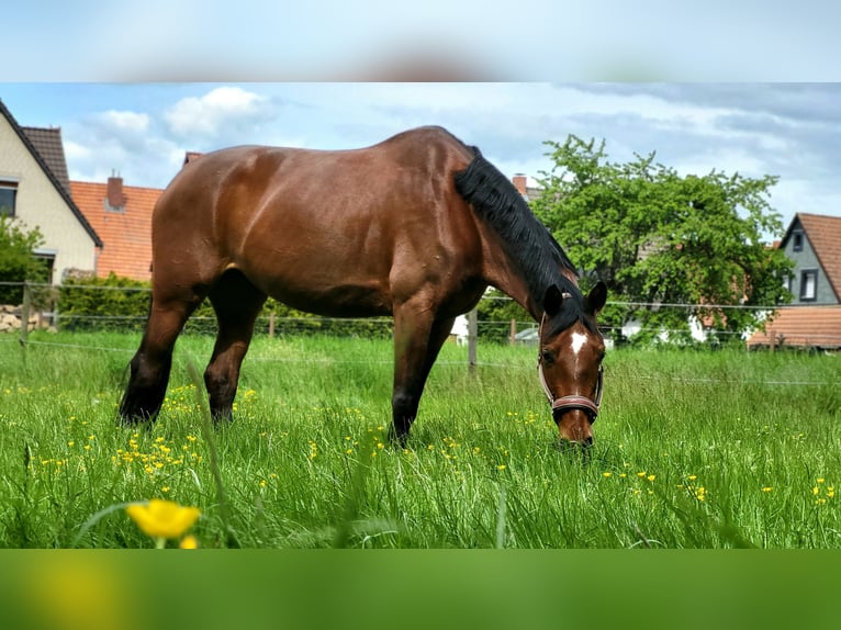 Hanoverian Mare 11 years 16 hh Brown in Goslar Hahndorf