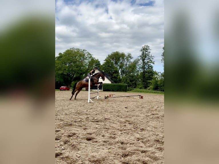 Hanoverian Mare 11 years 16 hh Brown in Lage