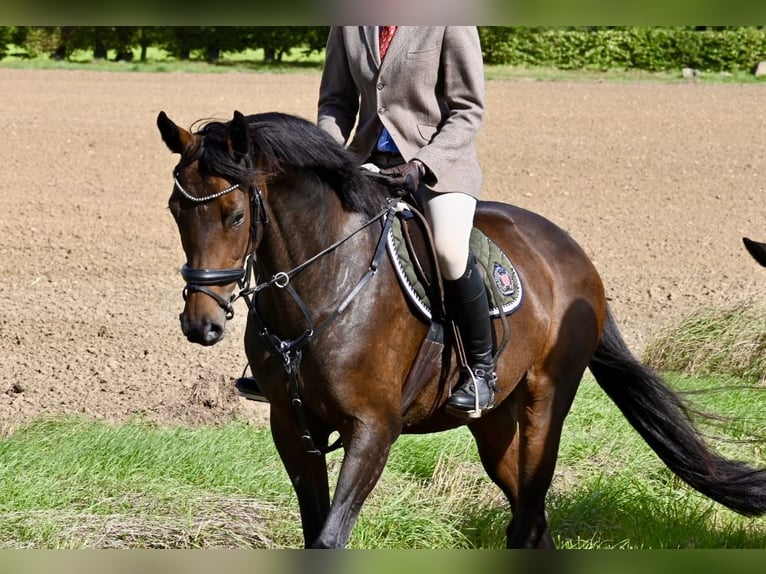 Hanoverian Mare 11 years 16 hh Brown in Lage