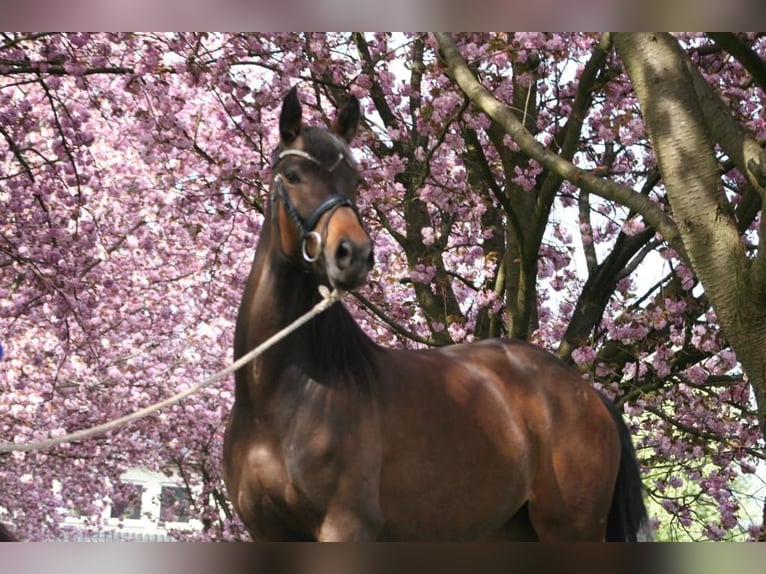 Hanoverian Mare 11 years 16 hh Brown in Lage