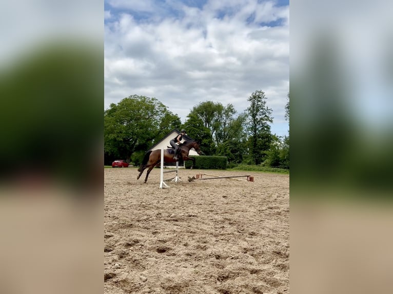 Hanoverian Mare 11 years 16 hh Brown in Lage