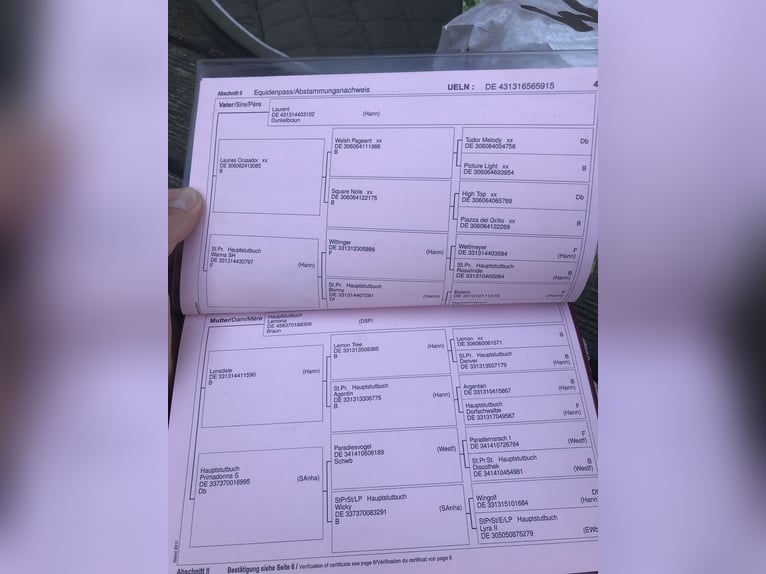 Hanoverian Mare 11 years 16 hh Brown in Lage