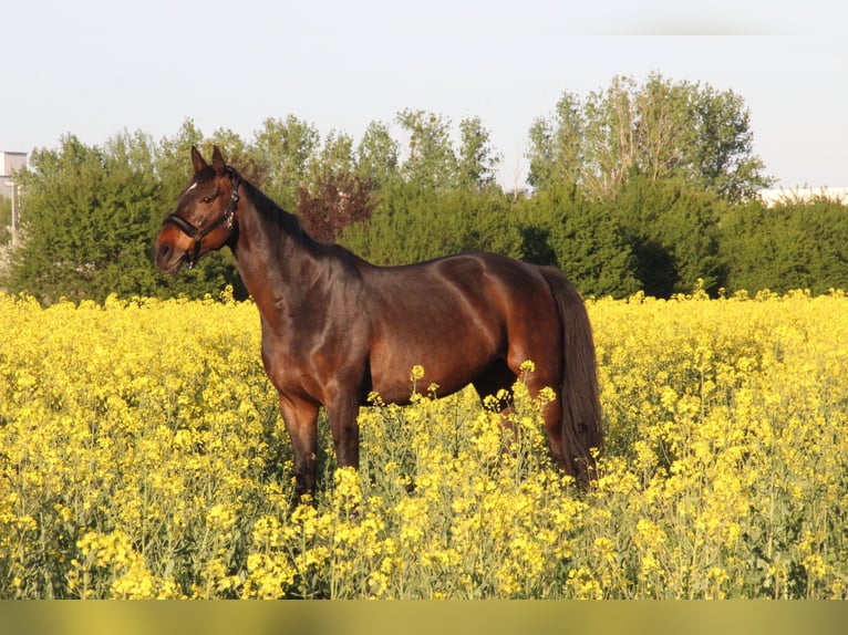 Hanoverian Mare 11 years 16 hh Brown in R&#xFC;dersdorf bei Berlin