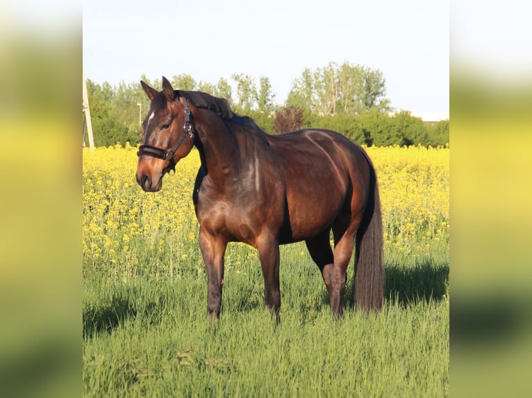 Hanoverian Mare 11 years 16 hh Brown in R&#xFC;dersdorf bei Berlin