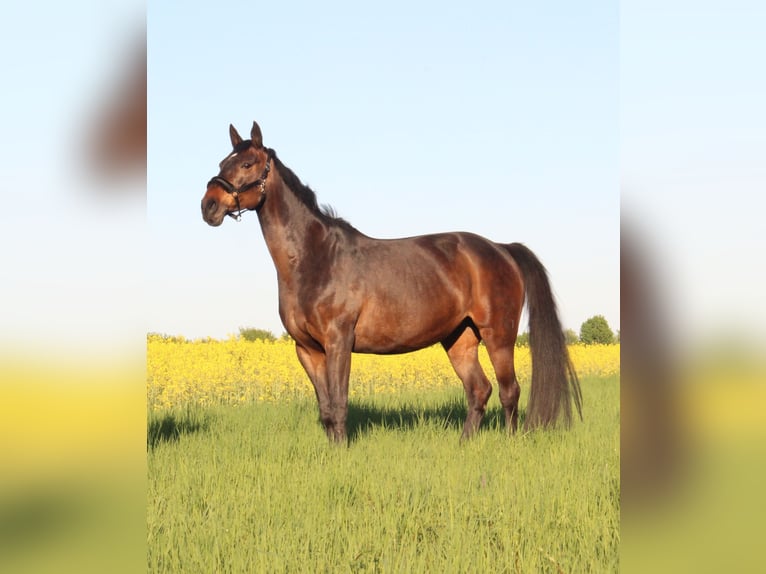 Hanoverian Mare 11 years 16 hh Brown in R&#xFC;dersdorf bei Berlin