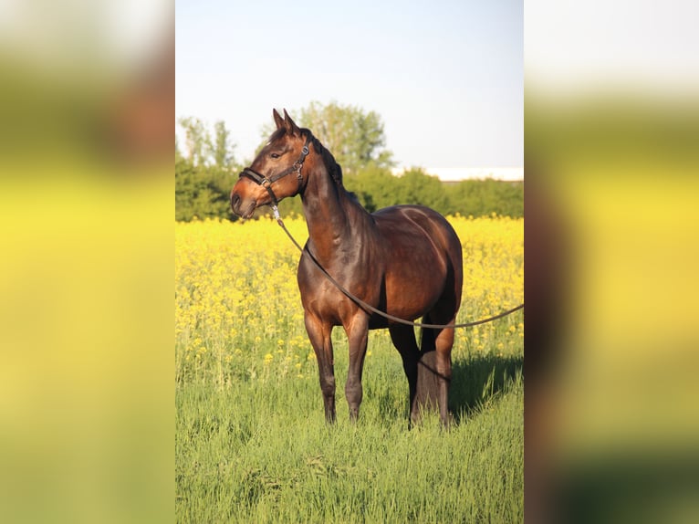 Hanoverian Mare 11 years 16 hh Brown in R&#xFC;dersdorf bei Berlin