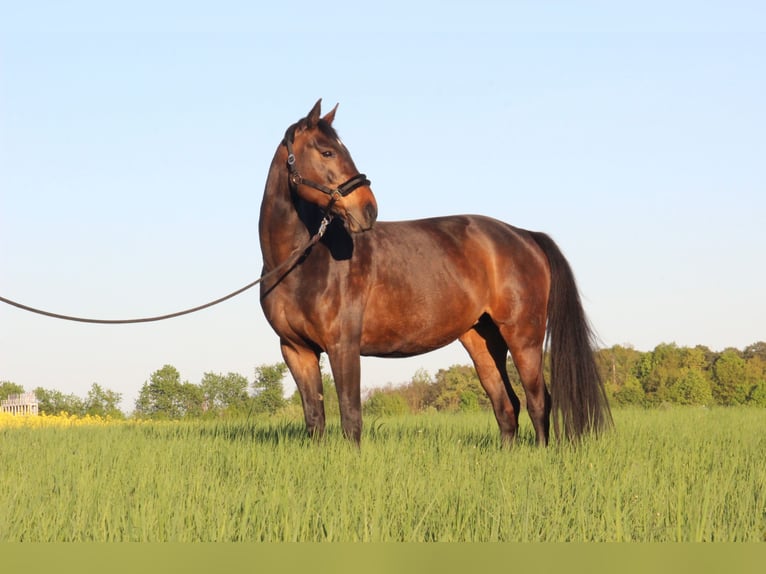 Hanoverian Mare 11 years 16 hh Brown in R&#xFC;dersdorf bei Berlin