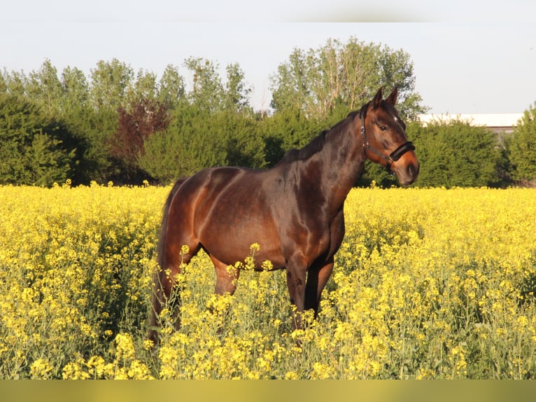 Hanoverian Mare 11 years 16 hh Brown in R&#xFC;dersdorf bei Berlin