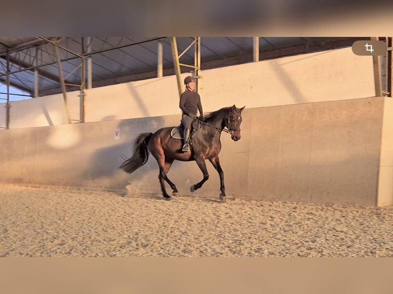 Hanoverian Mare 11 years 16 hh Brown in R&#xFC;dersdorf bei Berlin