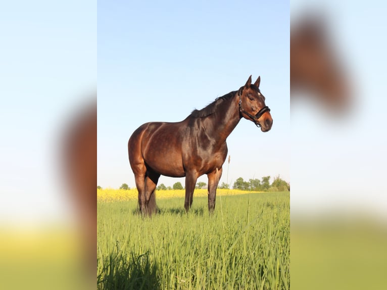 Hanoverian Mare 11 years 16 hh Brown in R&#xFC;dersdorf bei Berlin