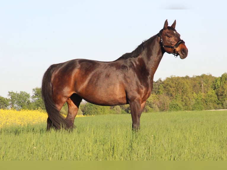 Hanoverian Mare 11 years 16 hh Brown in R&#xFC;dersdorf bei Berlin