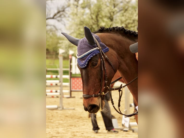Hanoverian Mare 11 years 16 hh Brown in Trochtelfingen