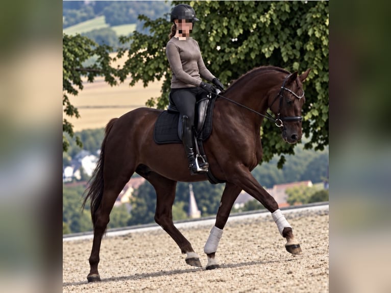 Hanoverian Mare 11 years 16 hh Chestnut in Grünberg