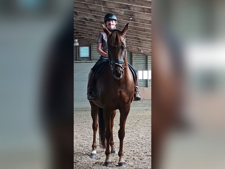 Hanoverian Mare 11 years 16 hh Chestnut in Wilnsdorf