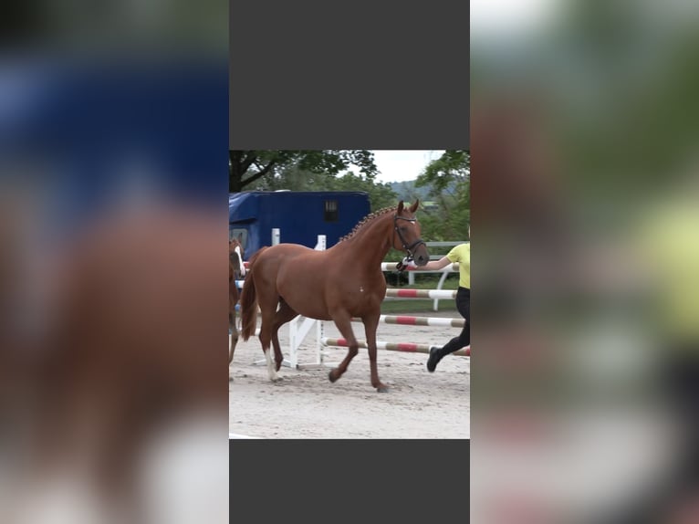 Hanoverian Mare 11 years 16 hh Chestnut-Red in Salem