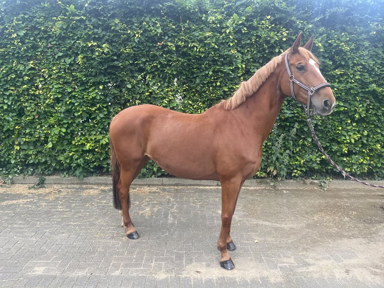 Hanoverian Mare 11 years 16 hh Chestnut-Red in Mettingen