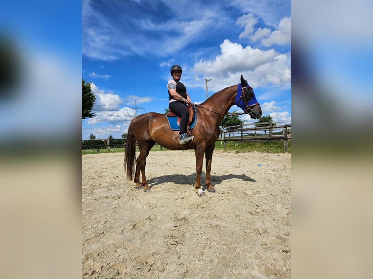 Hanoverian Mare 11 years 16 hh Chestnut-Red in Iserlohn