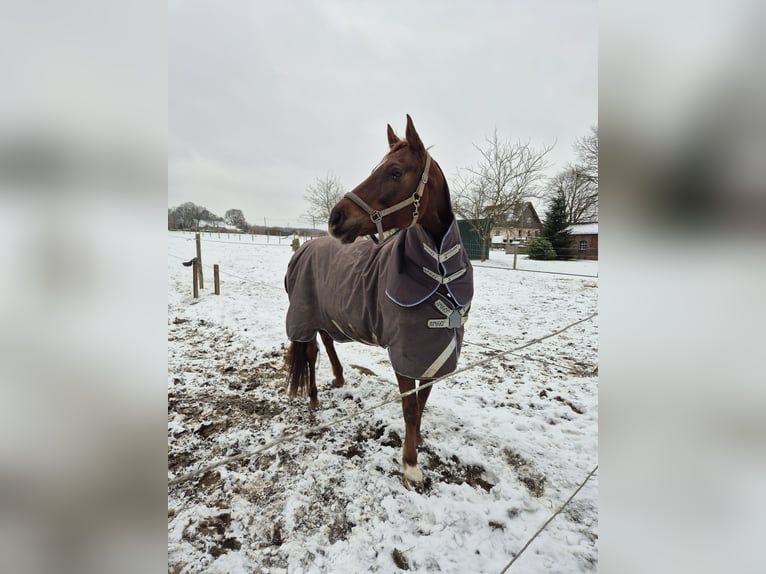 Hanoverian Mare 11 years 16 hh Chestnut-Red in Iserlohn