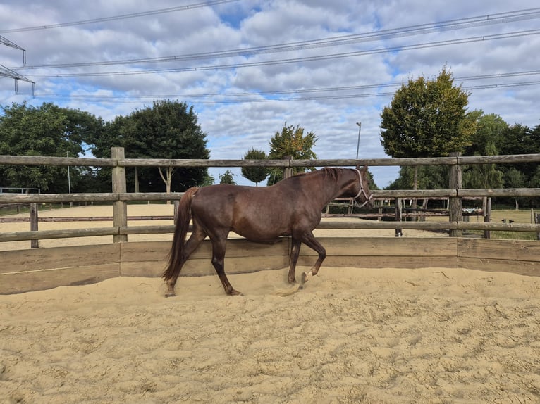 Hanoverian Mare 11 years 16 hh Chestnut-Red in Iserlohn