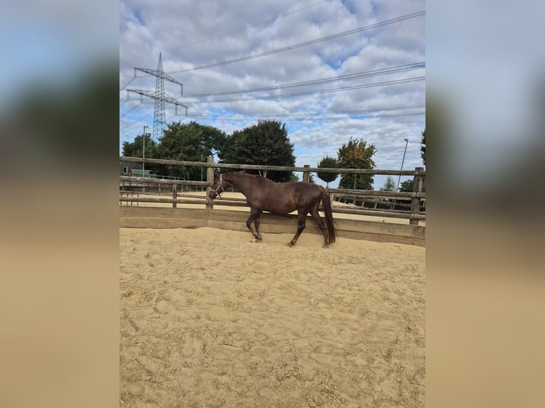 Hanoverian Mare 11 years 16 hh Chestnut-Red in Iserlohn