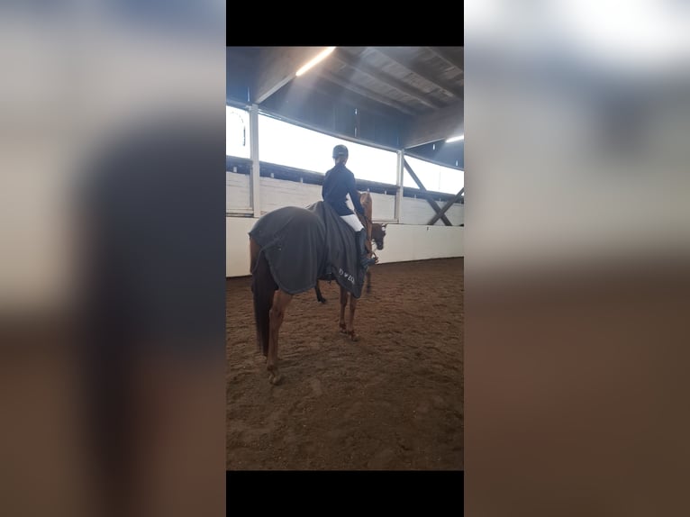 Hanoverian Mare 11 years 16 hh Chestnut in Gifhorn