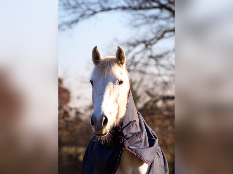 Hanoverian Mare 11 years 16 hh Gray in Sommerland