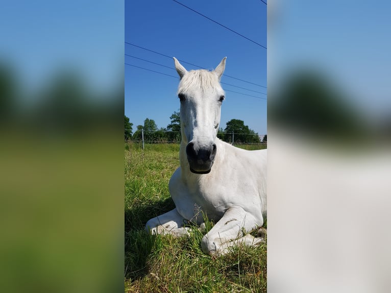 Hanoverian Mare 11 years 16 hh Gray in SommerlandSommerland