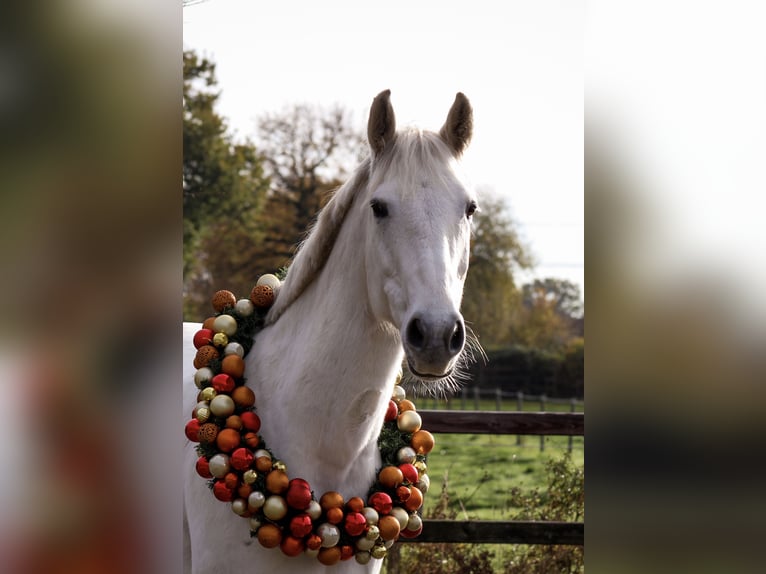 Hanoverian Mare 11 years 16 hh Gray in SommerlandSommerland