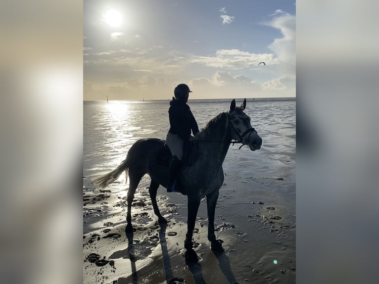 Hanoverian Mare 11 years 16 hh Grey-Dapple in Rosengarten