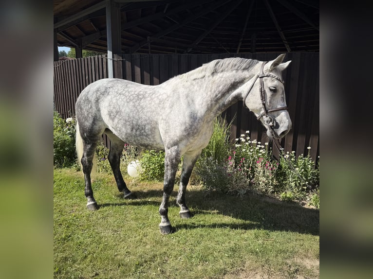 Hanoverian Mare 11 years 16 hh Grey-Dapple in Rosengarten
