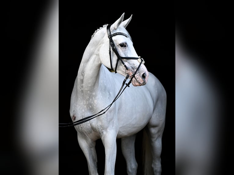 Hanoverian Mare 11 years 16 hh Grey in Obfelden