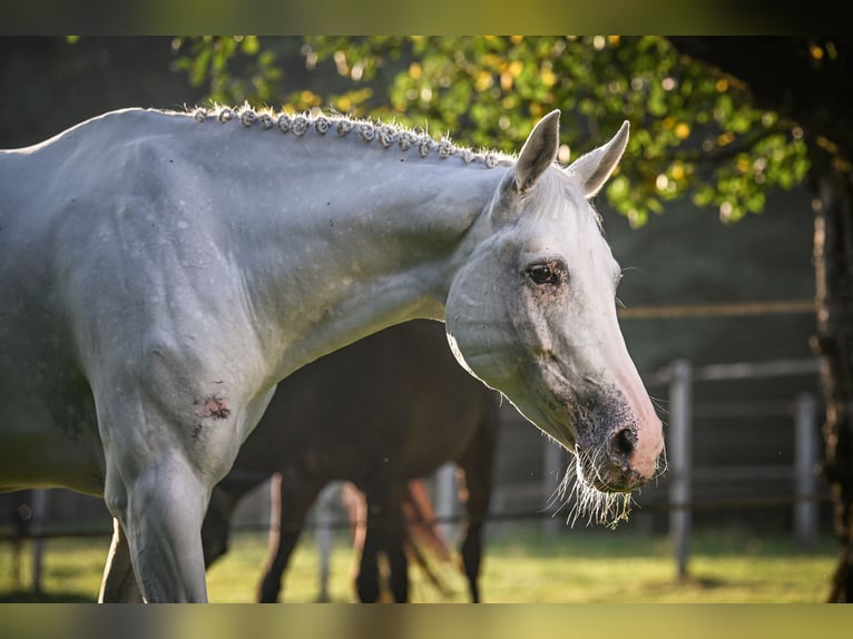 Hanoverian Mare 11 years 16 hh Grey in Obfelden