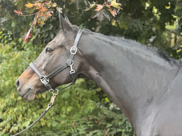 Hanoverian Mare 11 years 16,1 hh Bay-Dark in Bovenau