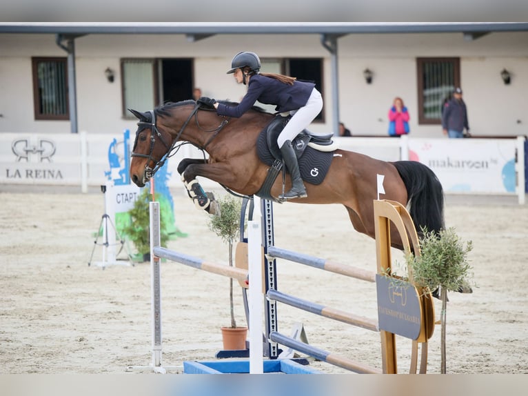 Hanoverian Mare 11 years 16,1 hh Bay in Ruse